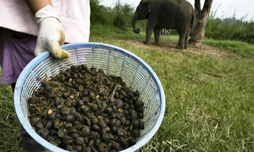 گران ترین نوشیدنی جهان با مدفوع فیل