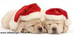 عکسهای بامزه حیوانات در لباس کریسمس
