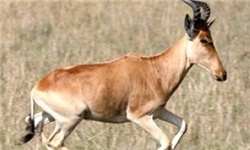 در زایمانی عجیب بز یک بره به دنیا آورد